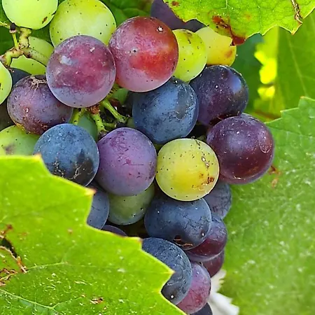 La Roulotte De בית כפרי *